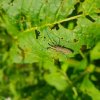 AGAPANTHIE à pilosité verdâtre (Agapanthia villosoviridescens) est une espèce de coléoptères de la famille des cérambycidés. Jardin Fay. BRUNO GODET